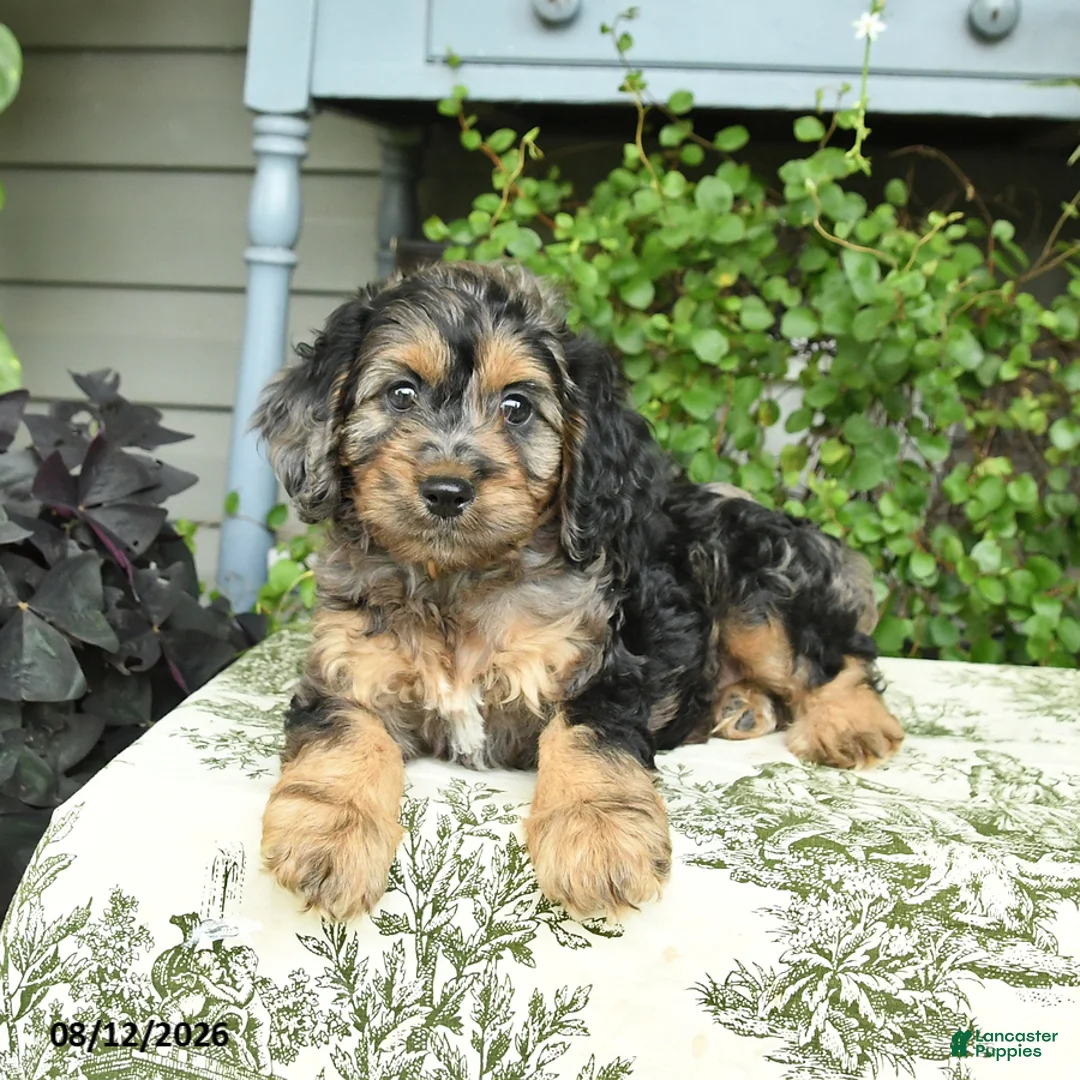 Cockapoo dogs for sale: Benji - Ad 3