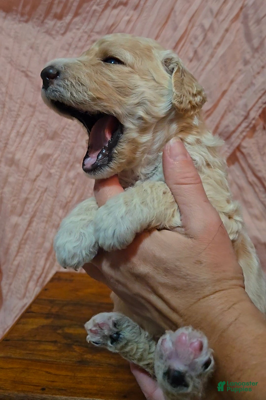 Mixed Breed dogs for sale: Ainsley  - Ad 5