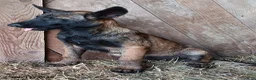 Belgian Malinois dogs for sale: Kathy - Ad 3