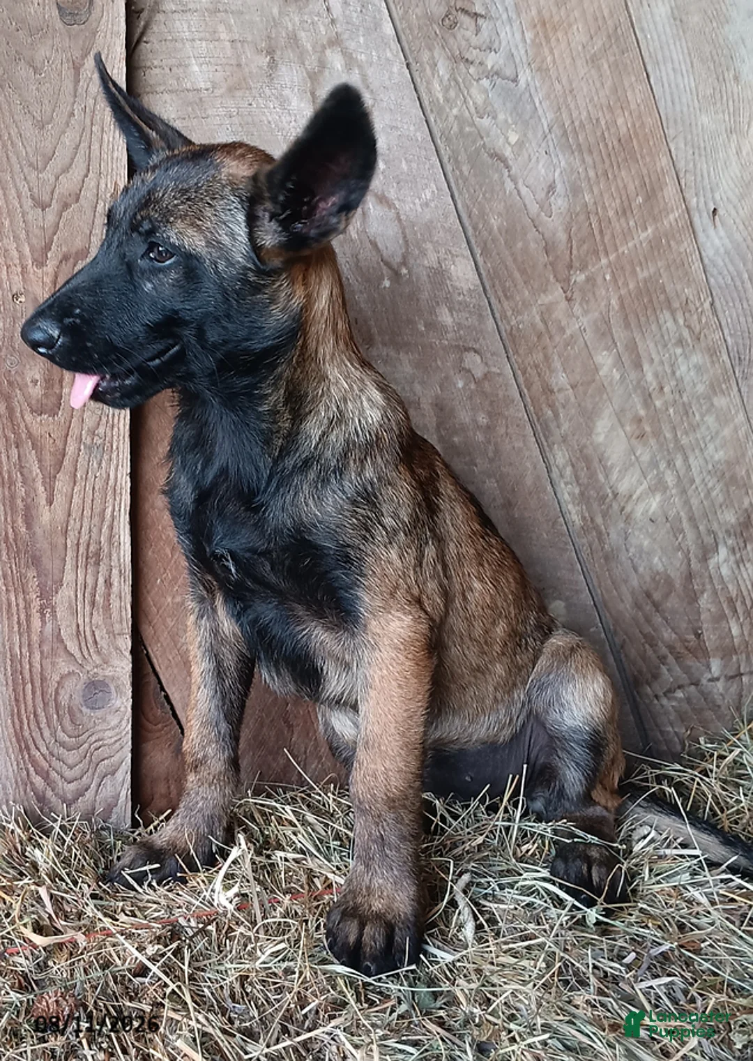 Belgian Malinois dogs for sale: Kathy - Ad 3
