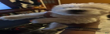 Morkie 5