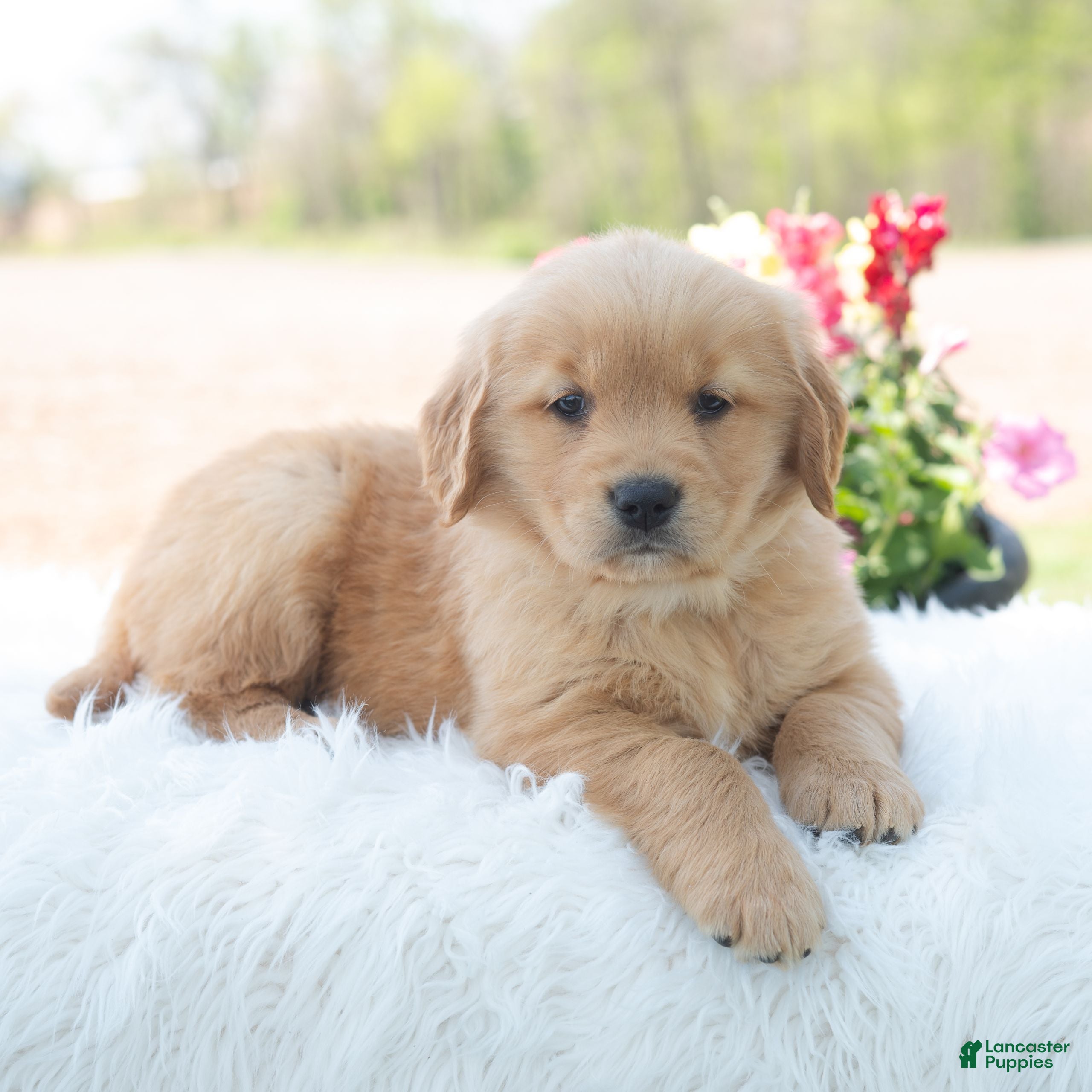 Golden Retriever dogs Madison  - Ad 1
