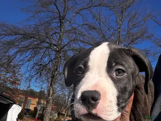 American Bully dogs American Bully Puppy 1 - Ad 11