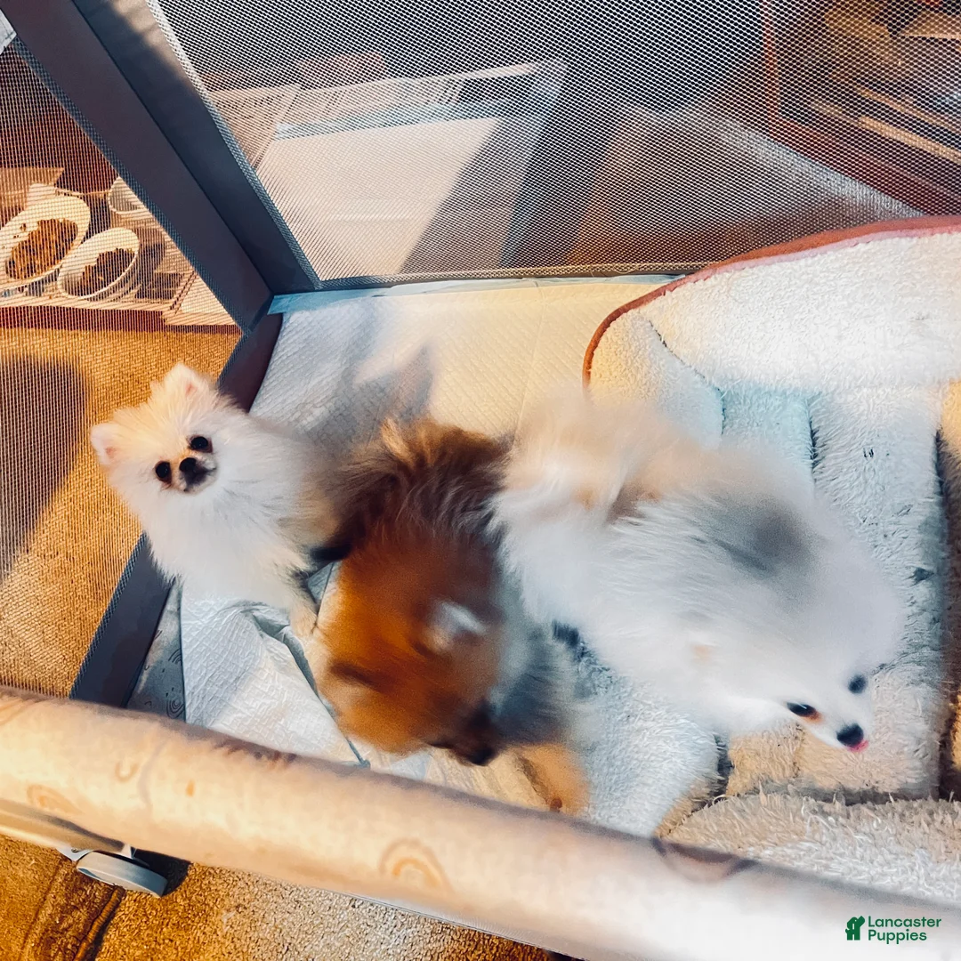 Pomeranian dogs for sale: Sasha - Ad 6