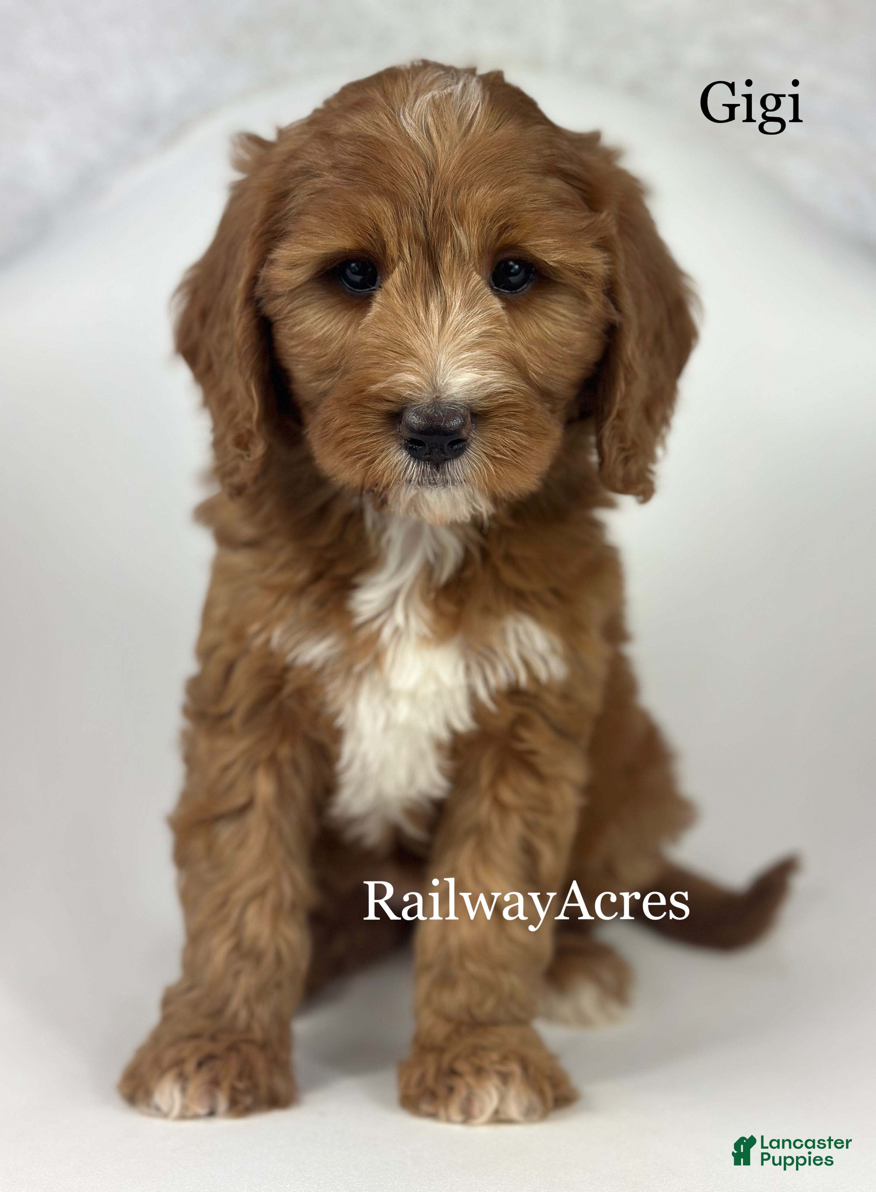 Mini Goldendoodle dogs Gigi - Ad 23