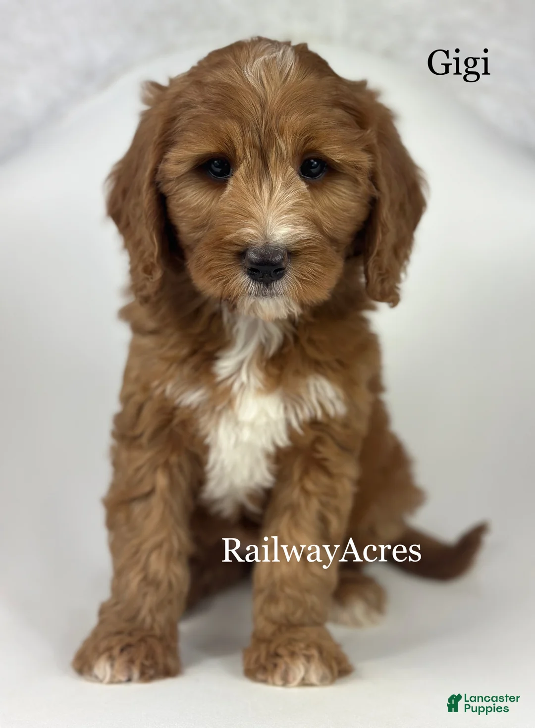 Mini Goldendoodle dogs for sale: Gigi - Ad 2