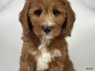 Mini Goldendoodle dogs Gigi - Ad 23