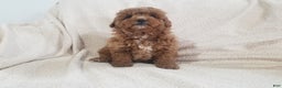 Mini Goldendoodle dogs for sale: Mini Goldendoodle Puppy 4 - Ad 6