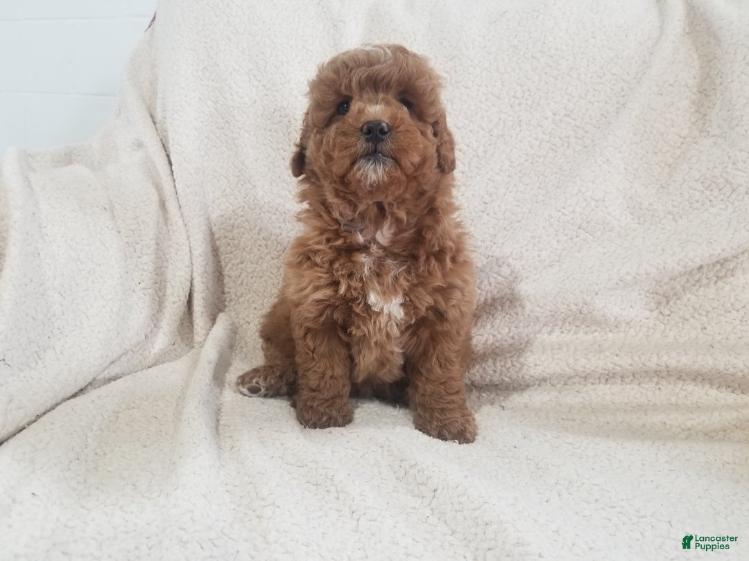Mini Goldendoodle dogs for sale: Mini Goldendoodle Puppy 4 - Ad 6