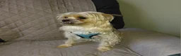 Morkie dogs for sale: Morkie 1 - Ad 5