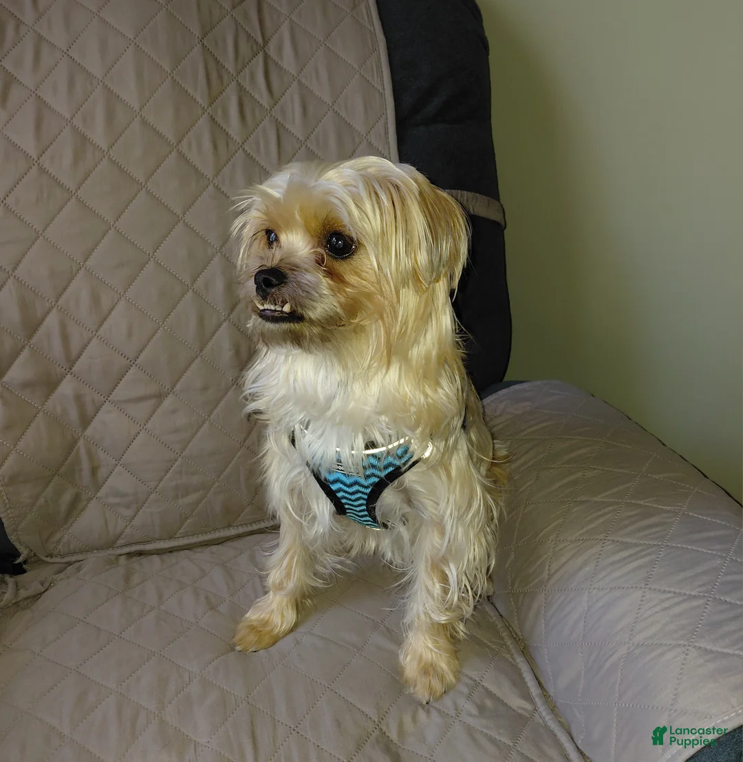 Morkie dogs for sale: Morkie 1 - Ad 5