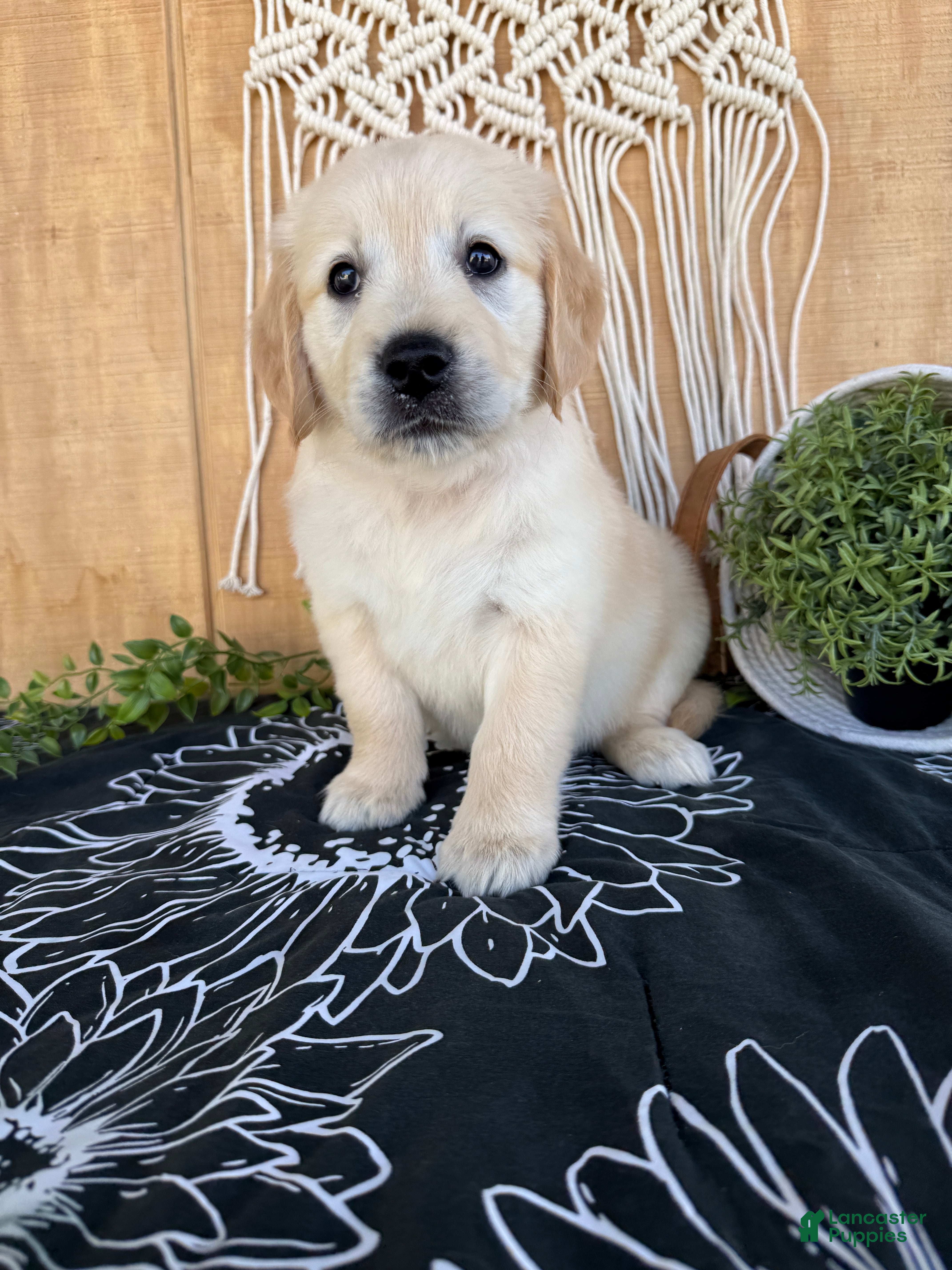 Golden Retriever dogs Gigi - Ad 2