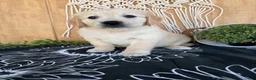 Golden Retriever dogs for sale: Gigi - Ad 2