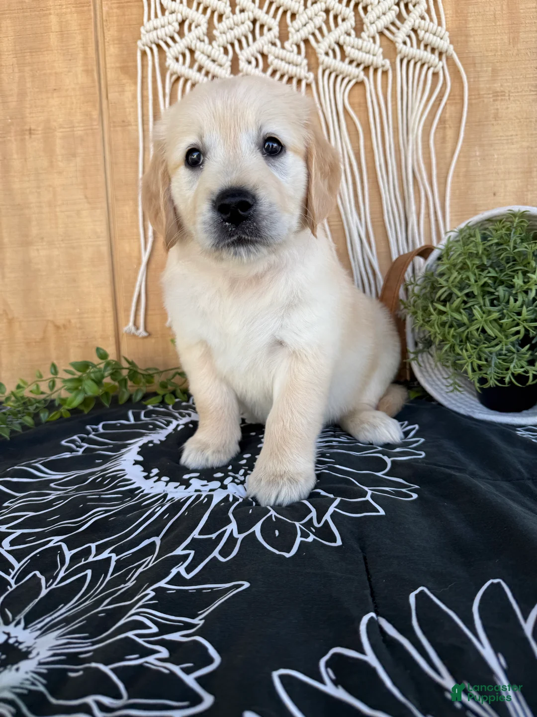 Golden Retriever dogs for sale: Gigi - Ad 2
