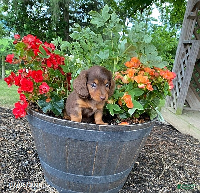 Miniature Dachshund dogs Carla - Ad 8