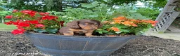 Miniature Dachshund dogs for sale: Carla - Ad 1