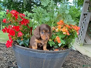 Miniature Dachshund dogs Carla - Ad 8