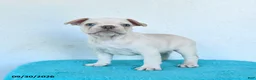 French Bulldog dogs for sale: Oakley - Ad 4