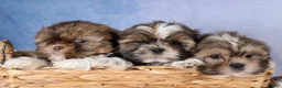 Shih Tzu dogs for sale: GABBY - Ad 15