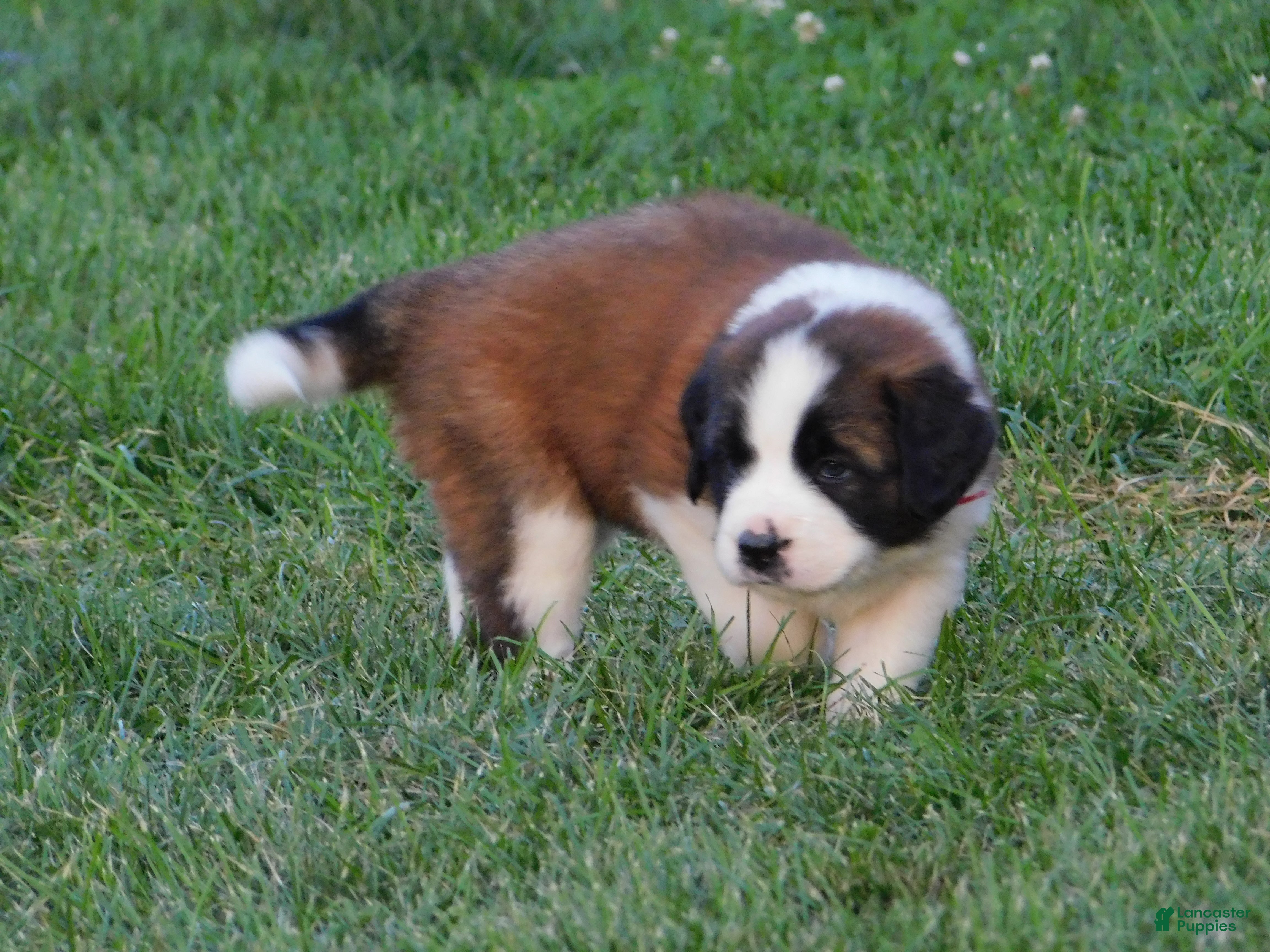 Saint Bernard dogs Rosie - Ad 1