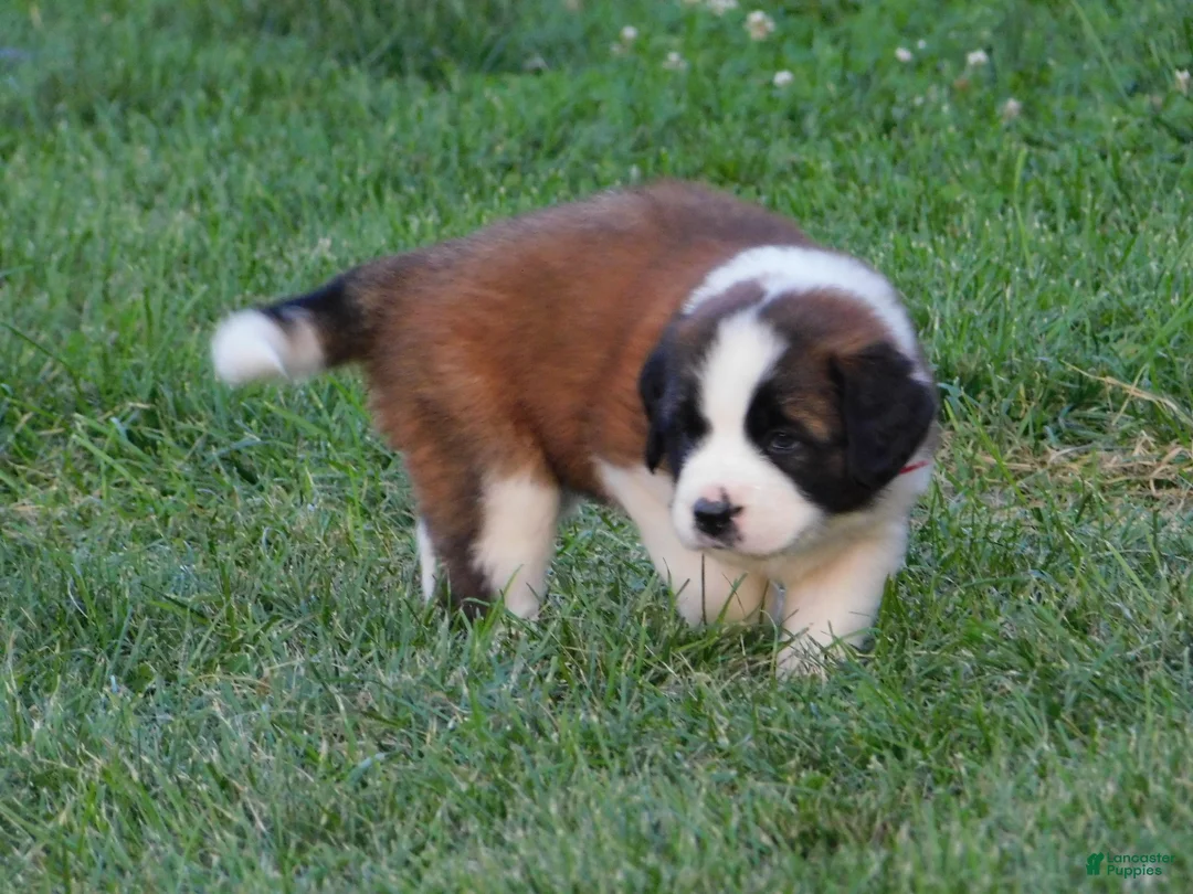 Saint Bernard dogs for sale: Rosie - Ad 1