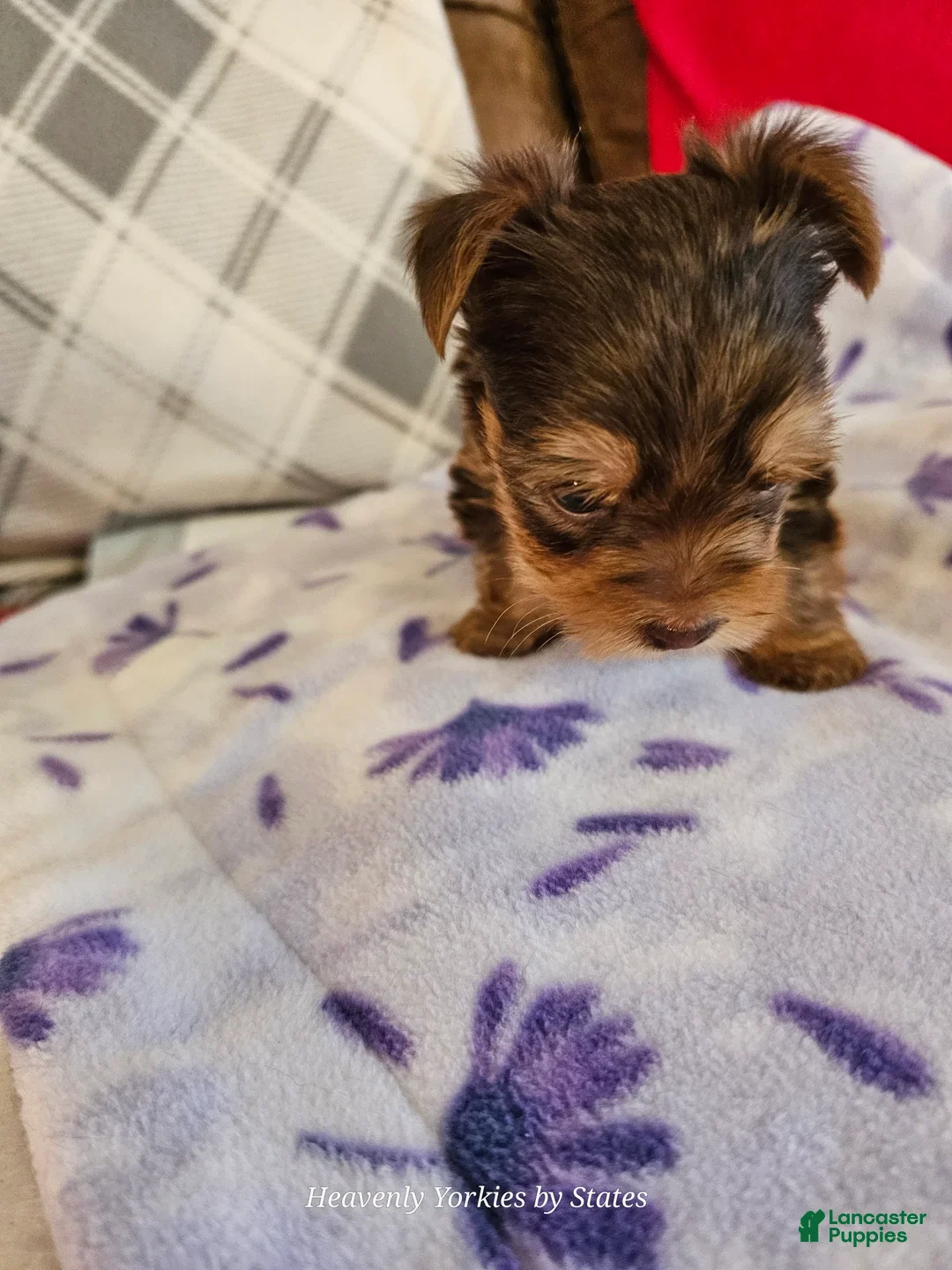 Yorkshire Terrier dogs for sale: Yorkshire Terrier Boy - Ad 7