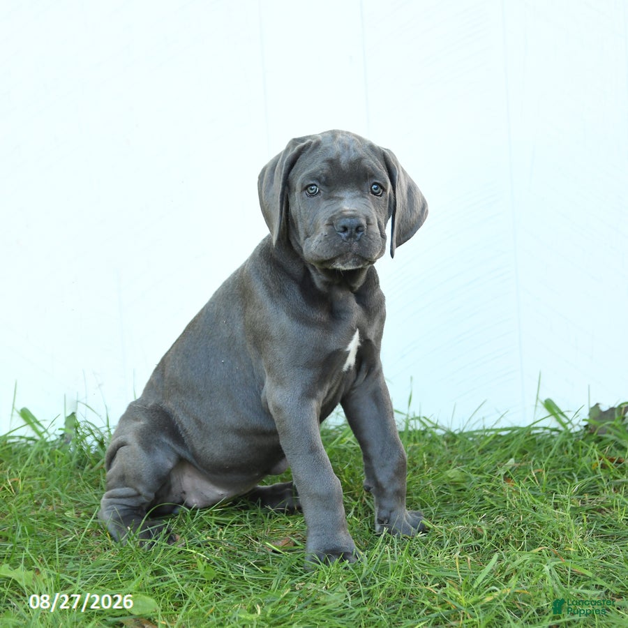 Cane Corso dogs River - Ad 1