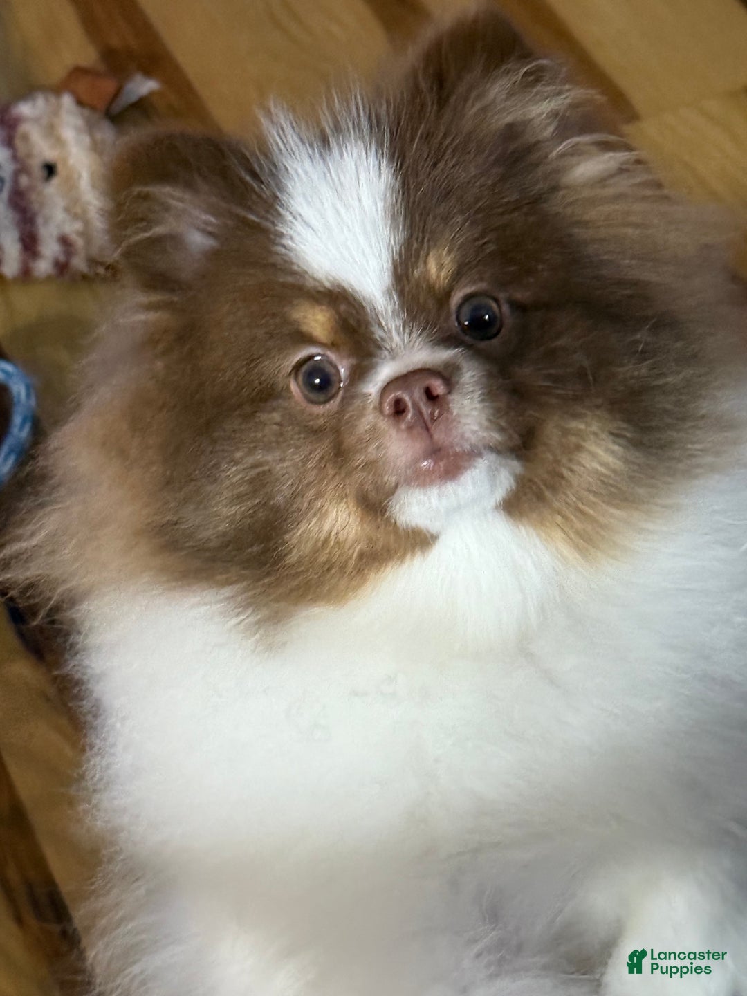 Pomeranian dogs for sale: Pomeranian Puppy 1 - Ad 1