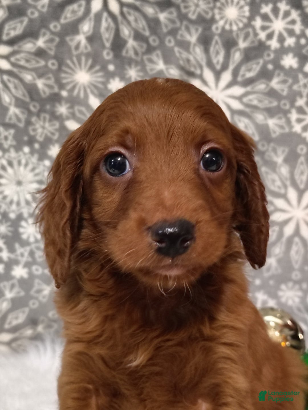 Irish Doodle dogs for sale: Cooper - Ad 1