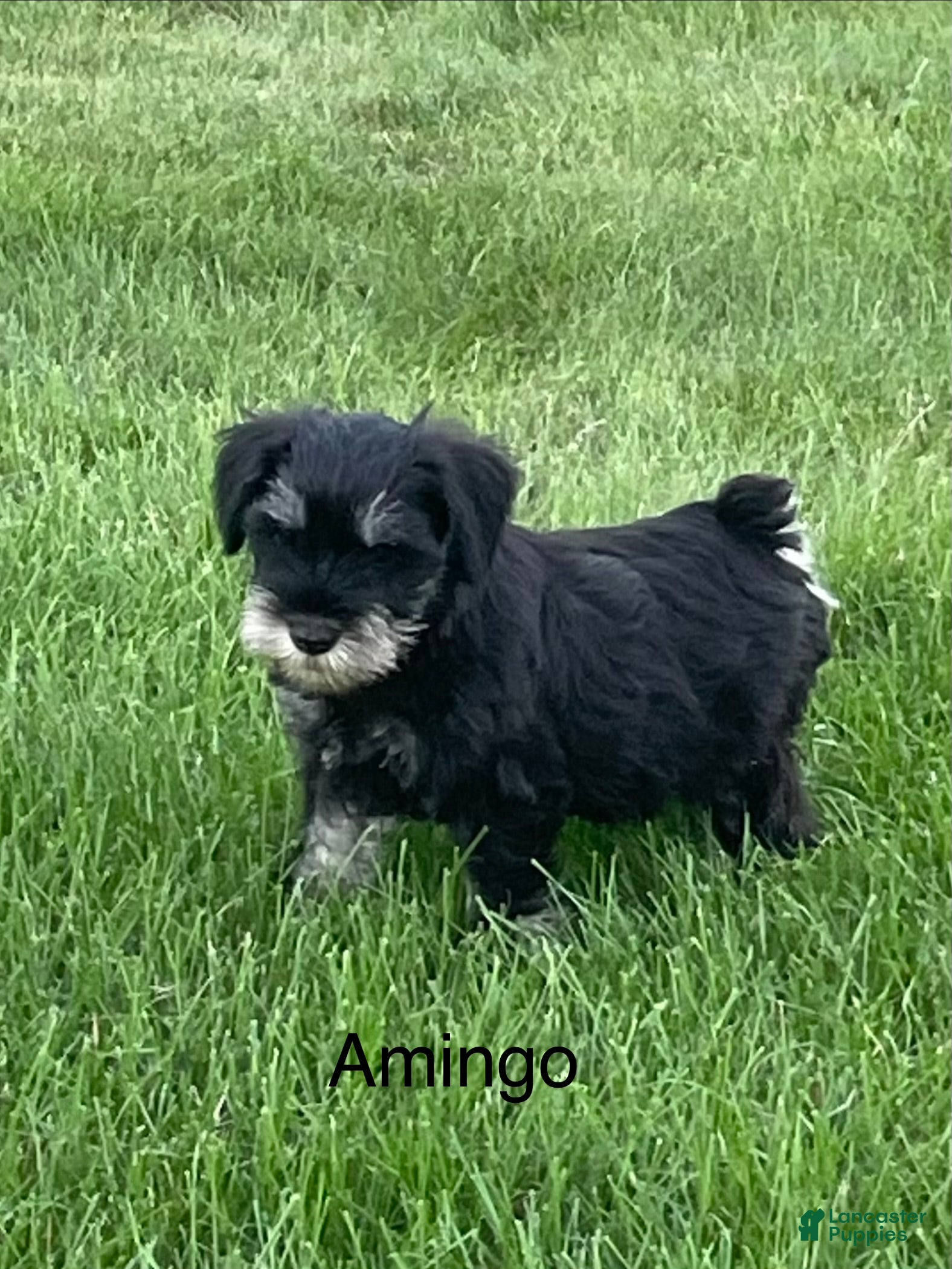 Miniature Schnauzer dogs Miniature Schnauzer 1 Amingo - Ad 1