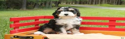 Mini Bernedoodle dogs for sale: Buddy - Ad 3