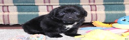 Newfoundland dogs for sale: Tanya - Ad 5