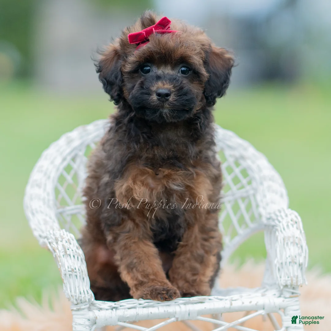 Toy Poodle dogs for sale: Teeka - Ad 5