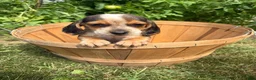 Beagle dogs for sale: Riot - Ad 2