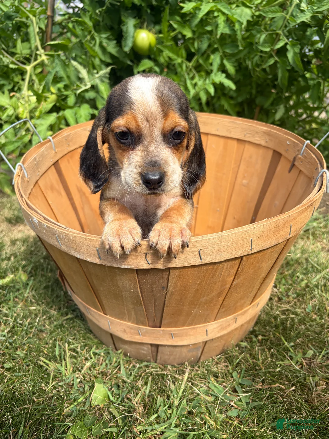 Beagle dogs for sale: Riot - Ad 2
