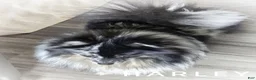 Pomeranian dogs for sale: Split Face Merle - Harley - Ad 6