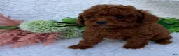 Toy Poodle dogs for sale: Oliver - Ad 5