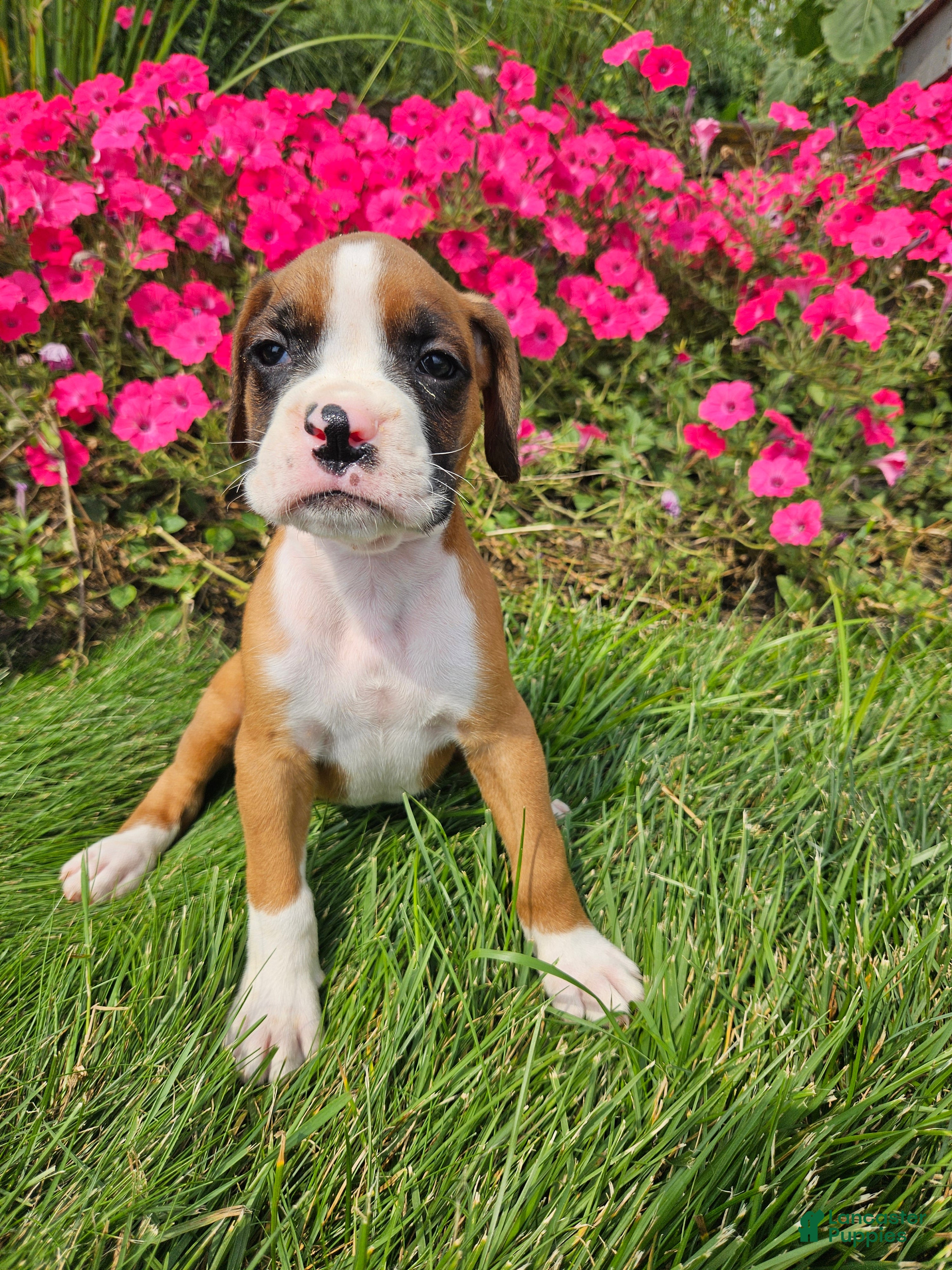Boxer dogs Baxter - Ad 11