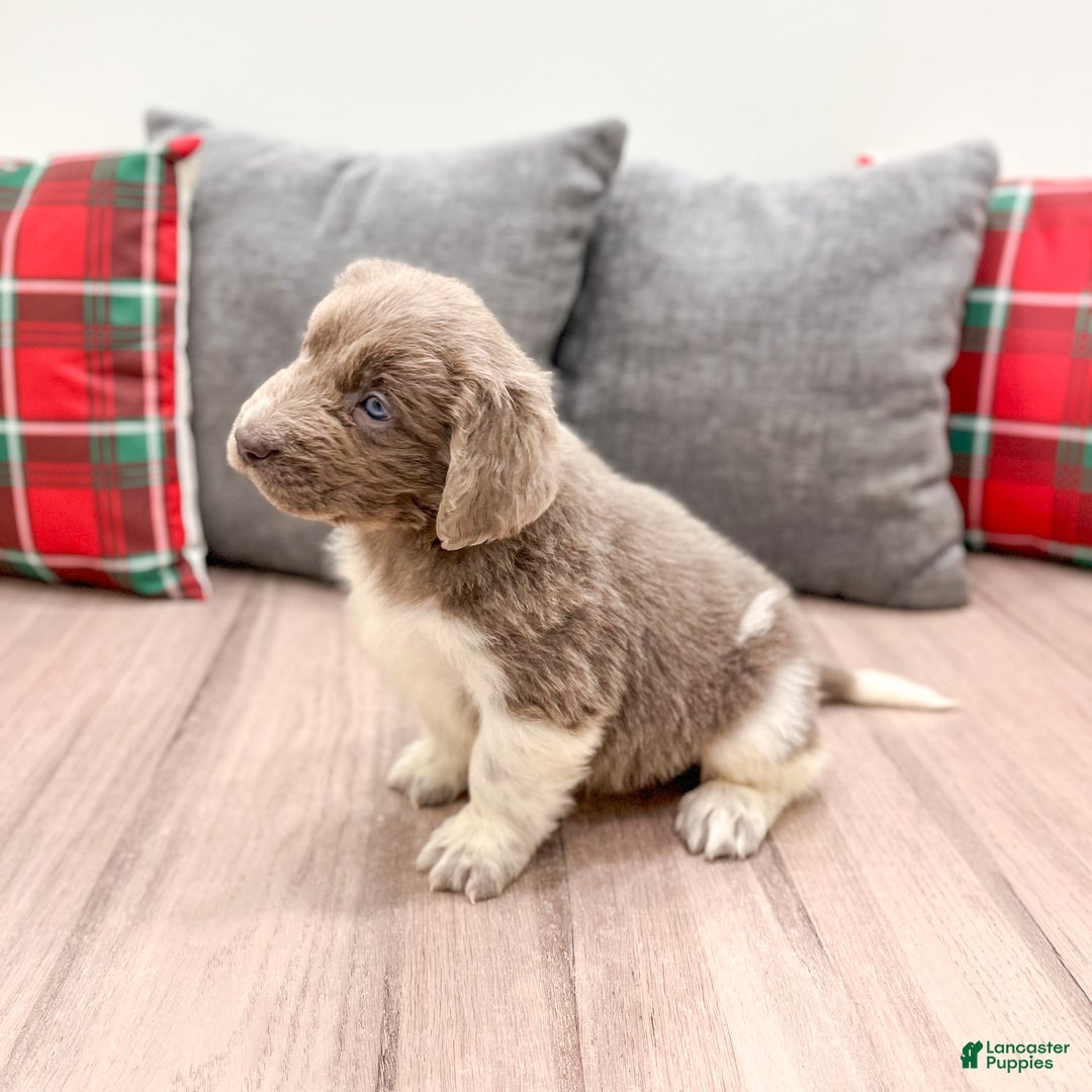 Newfoundland dogs for sale: Rose - Ad 4