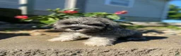 Miniature Schnauzer dogs for sale: Dean - Ad 7