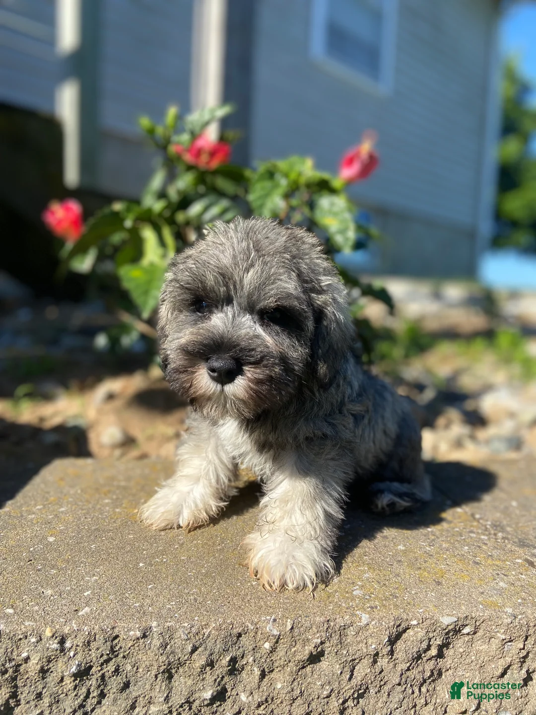 Miniature Schnauzer dogs for sale: Dean - Ad 7
