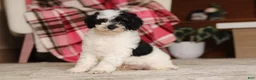 Miniature Poodle dogs for sale: Milo (AKC) - Ad 6