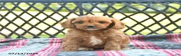 Cavapoo dogs for sale: Whimsy  - Ad 4
