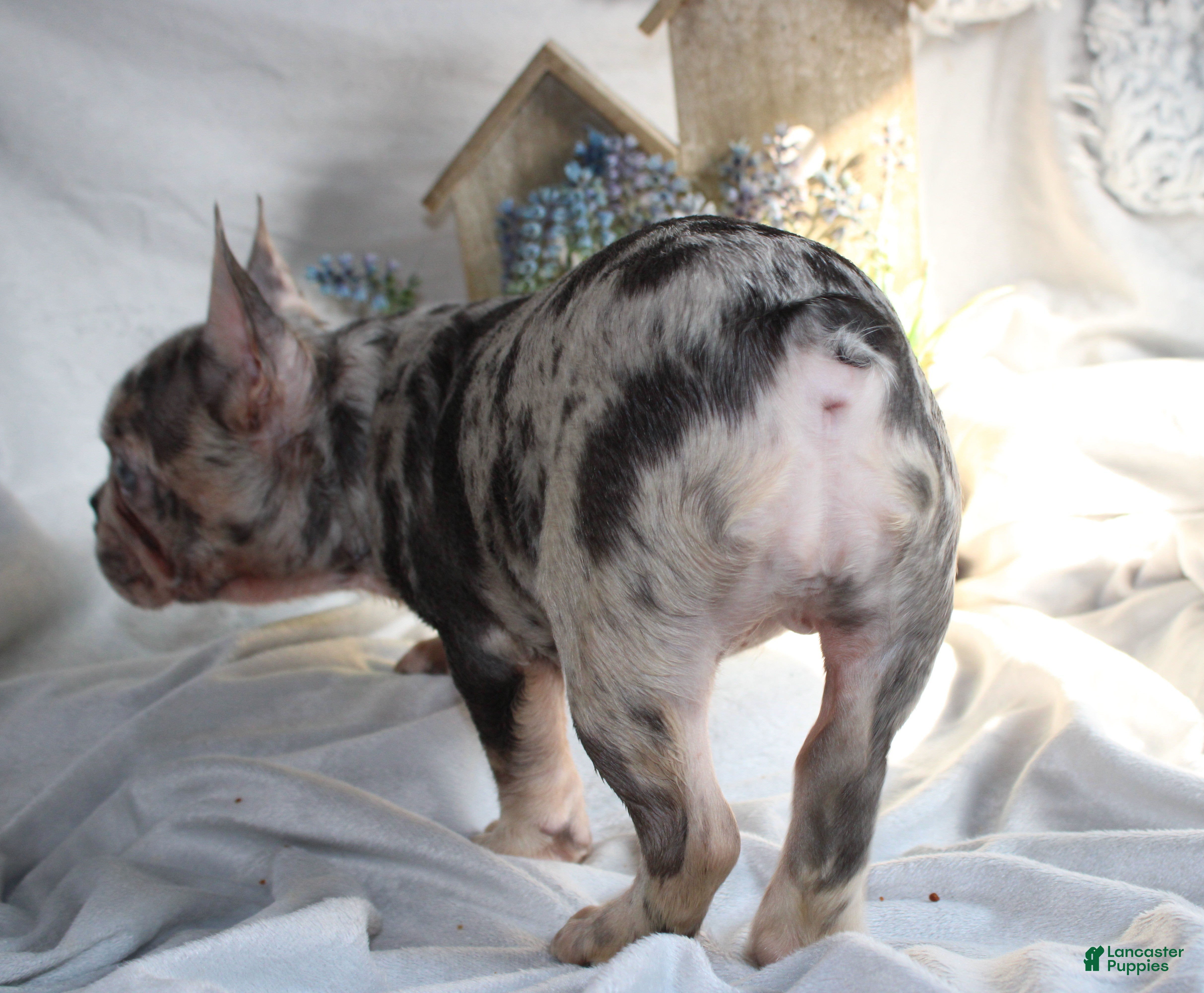 French Bulldog dogs French Bulldog Puppy 1 - Ad 2