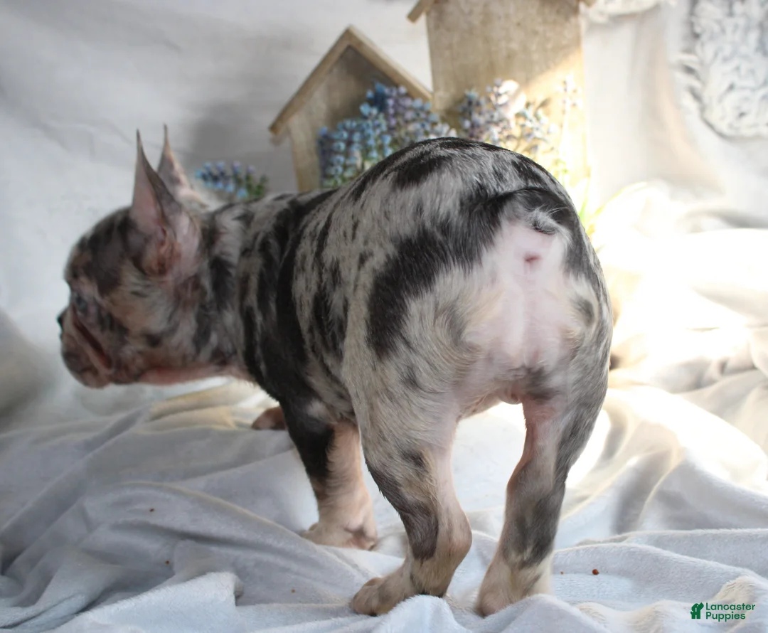 French Bulldog dogs for sale: French Bulldog Puppy 1 - Ad 2