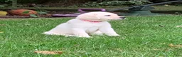 Labrador Retriever dogs for sale: Marie - Ad 3