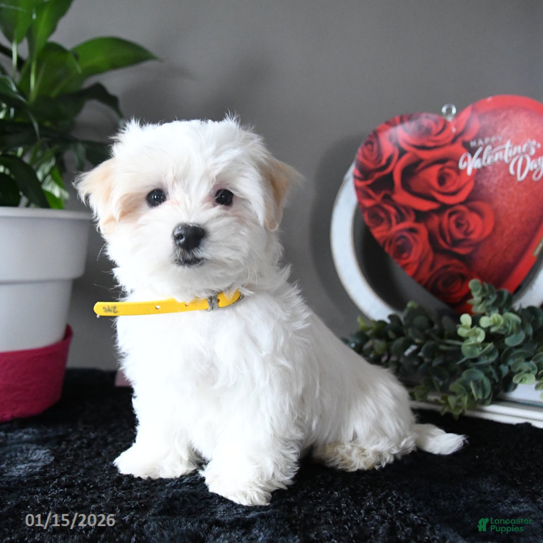 Maltese dogs for sale: Snowball - Ad 1