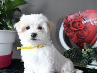 Maltese dogs Snowball - Ad 37