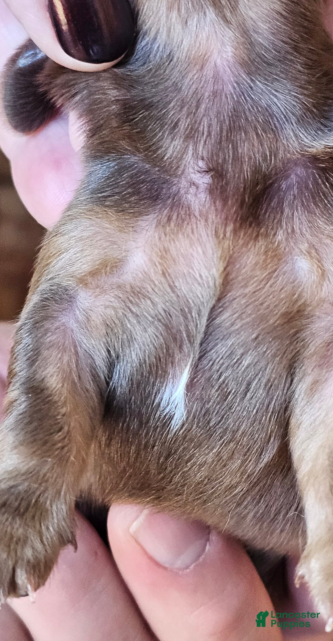 Miniature Dachshund dogs for sale: Gorilla-Long-haired  - Ad 4