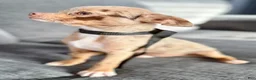 Chihuahua dogs for sale: Merle  - Ad 8